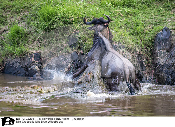 Nilkrokodil ttet Streifengnu / Nile Crocodile kills Blue Wildebeest / IG-02295