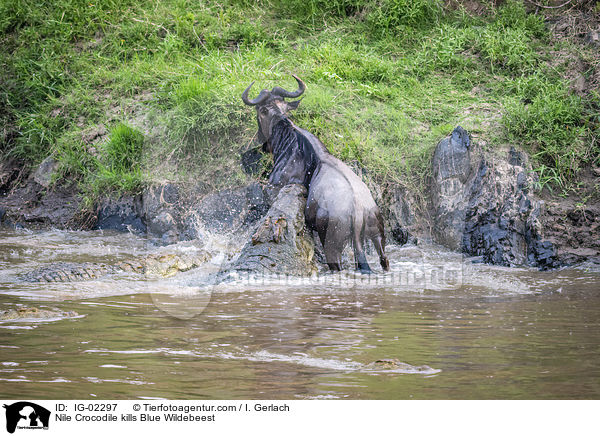 Nile Crocodile kills Blue Wildebeest / IG-02297