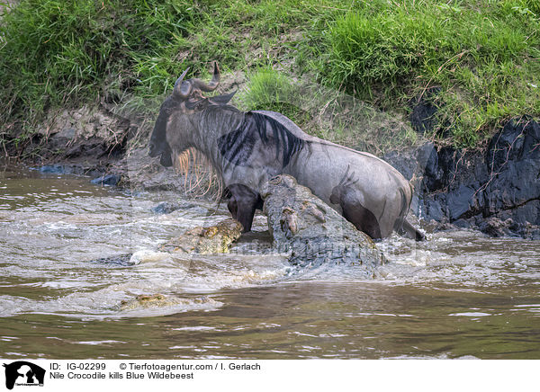 Nilkrokodil ttet Streifengnu / Nile Crocodile kills Blue Wildebeest / IG-02299