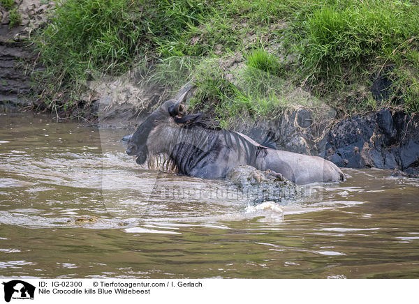 Nilkrokodil ttet Streifengnu / Nile Crocodile kills Blue Wildebeest / IG-02300