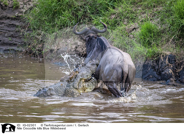 Nilkrokodil ttet Streifengnu / Nile Crocodile kills Blue Wildebeest / IG-02301