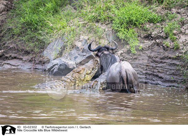 Nilkrokodil ttet Streifengnu / Nile Crocodile kills Blue Wildebeest / IG-02302