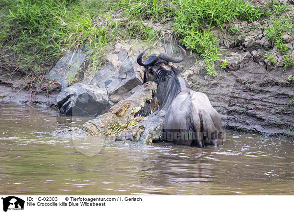 Nile Crocodile kills Blue Wildebeest / IG-02303