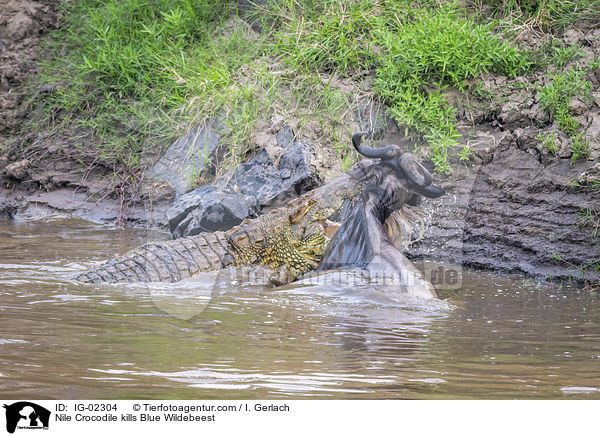 Nilkrokodil ttet Streifengnu / Nile Crocodile kills Blue Wildebeest / IG-02304