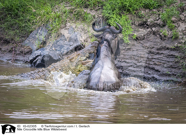 Nilkrokodil ttet Streifengnu / Nile Crocodile kills Blue Wildebeest / IG-02305