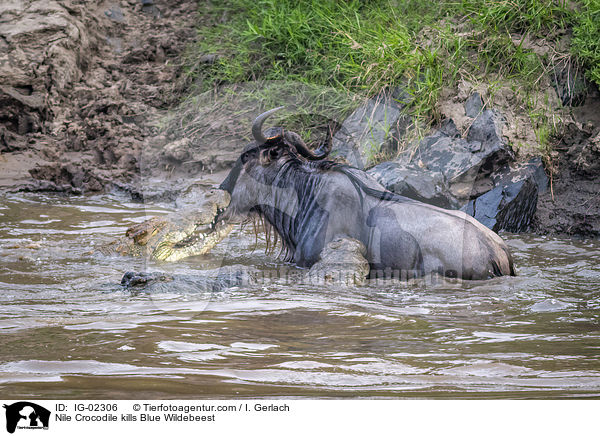 Nile Crocodile kills Blue Wildebeest / IG-02306