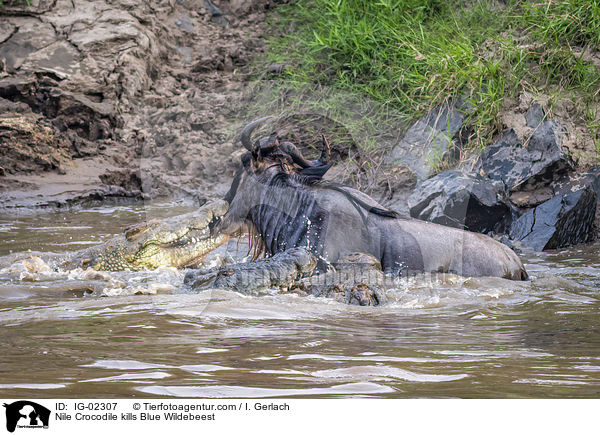 Nilkrokodil ttet Streifengnu / Nile Crocodile kills Blue Wildebeest / IG-02307