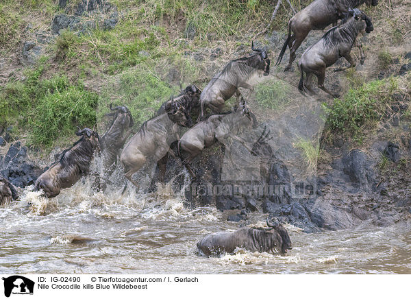 Nilkrokodil ttet Streifengnu / Nile Crocodile kills Blue Wildebeest / IG-02490