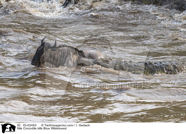 Nile Crocodile kills Blue Wildebeest / IG-02493