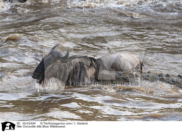 Nilkrokodil ttet Streifengnu / Nile Crocodile kills Blue Wildebeest / IG-02494