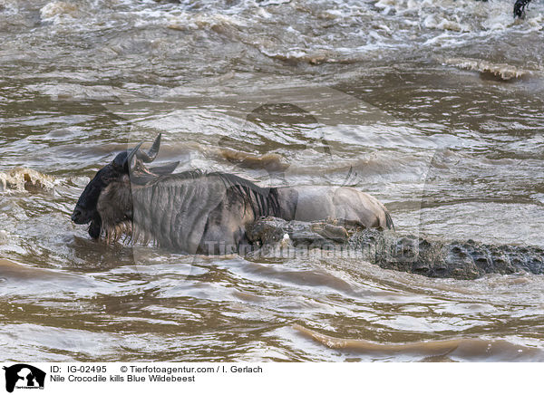 Nilkrokodil ttet Streifengnu / Nile Crocodile kills Blue Wildebeest / IG-02495