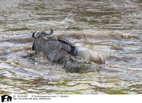 Nilkrokodil ttet Streifengnu / Nile Crocodile kills Blue Wildebeest / IG-02497