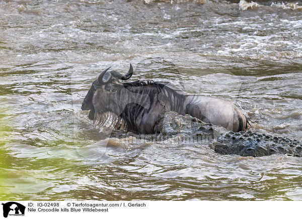 Nilkrokodil ttet Streifengnu / Nile Crocodile kills Blue Wildebeest / IG-02498