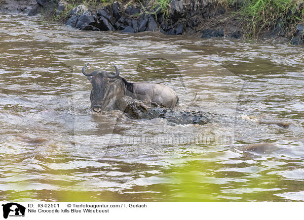 Nilkrokodil ttet Streifengnu / Nile Crocodile kills Blue Wildebeest / IG-02501