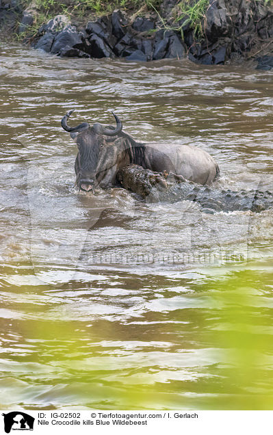 Nile Crocodile kills Blue Wildebeest / IG-02502