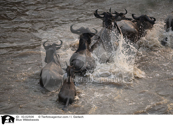 Streifengnus / Blue Wildebeests / IG-02506