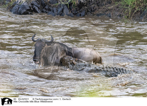 Nilkrokodil ttet Streifengnu / Nile Crocodile kills Blue Wildebeest / IG-02531
