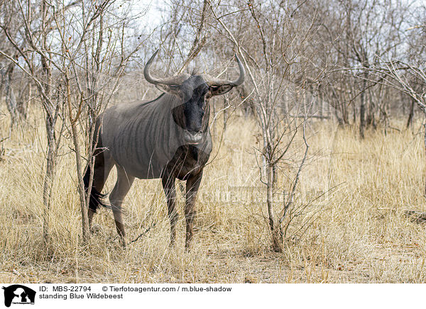 standing Blue Wildebeest / MBS-22794