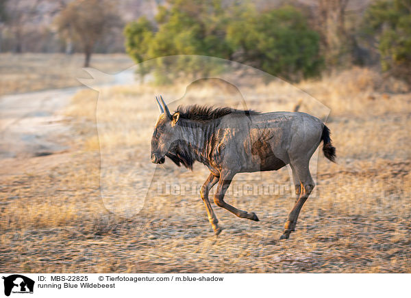 running Blue Wildebeest / MBS-22825