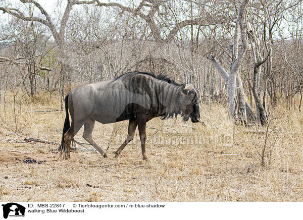 walking Blue Wildebeest / MBS-22847