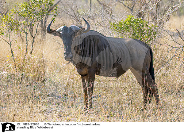 standing Blue Wildebeest / MBS-22863