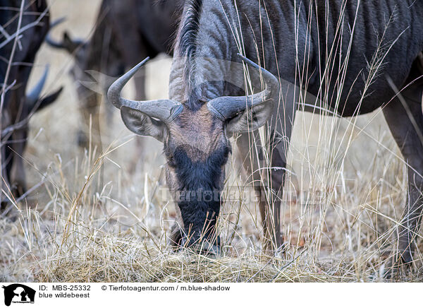 Streifengnu / blue wildebeest / MBS-25332