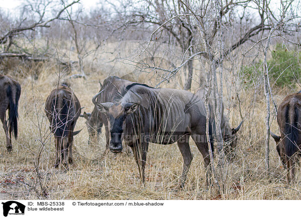 blue wildebeest / MBS-25338