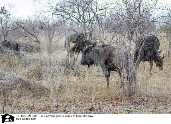 blue wildebeest / MBS-25339