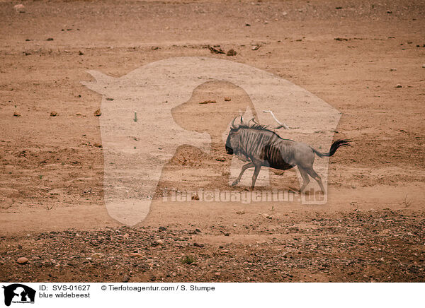 blue wildebeest / SVS-01627