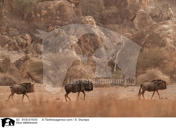 blue wildebeest / SVS-01630