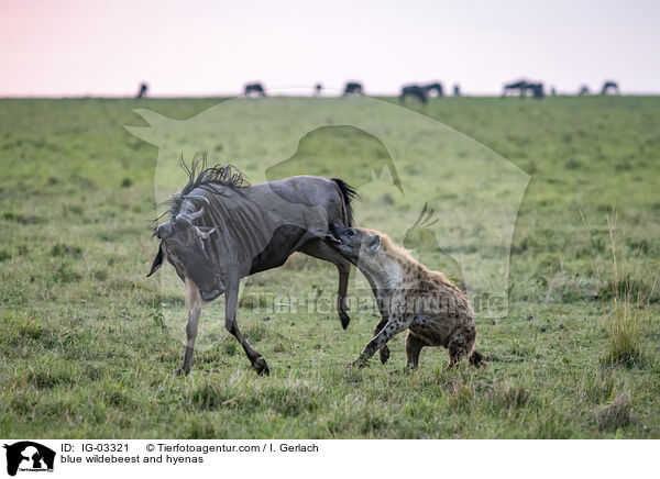 Streifengnu und Hynen / blue wildebeest and hyenas / IG-03321