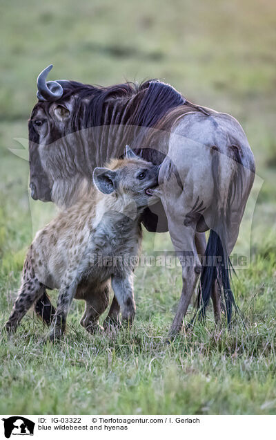 blue wildebeest and hyenas / IG-03322