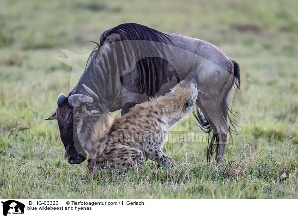 blue wildebeest and hyenas / IG-03323