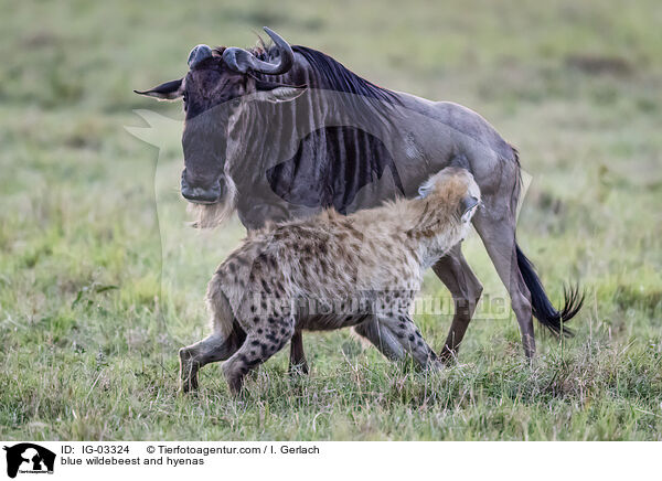 Streifengnu und Hynen / blue wildebeest and hyenas / IG-03324