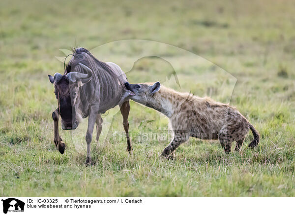 blue wildebeest and hyenas / IG-03325