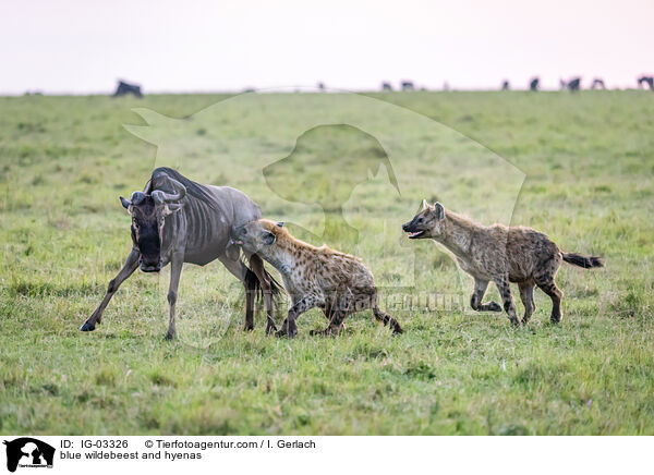 blue wildebeest and hyenas / IG-03326