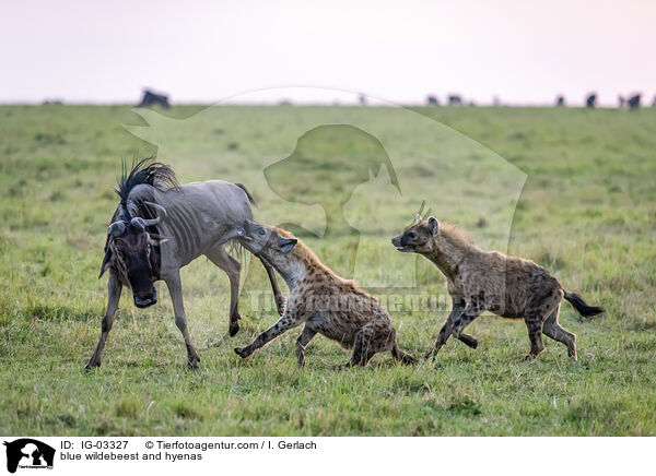 Streifengnu und Hynen / blue wildebeest and hyenas / IG-03327