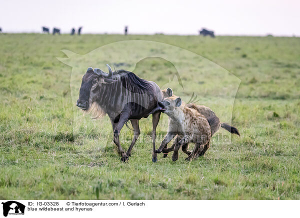 Streifengnu und Hynen / blue wildebeest and hyenas / IG-03328