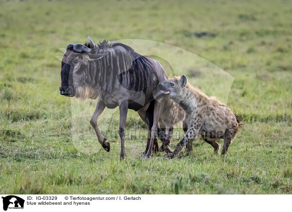 Streifengnu und Hynen / blue wildebeest and hyenas / IG-03329