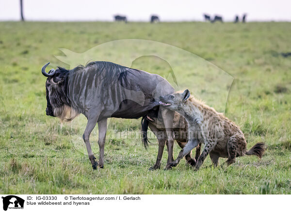 Streifengnu und Hynen / blue wildebeest and hyenas / IG-03330