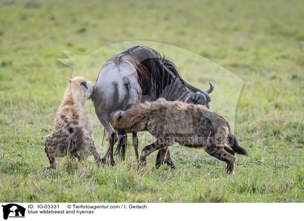 Streifengnu und Hynen / blue wildebeest and hyenas / IG-03331