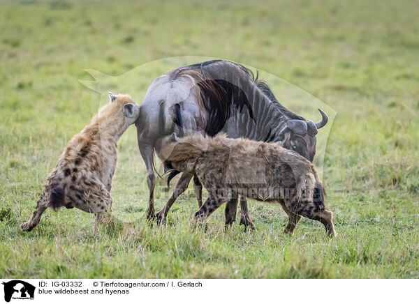 blue wildebeest and hyenas / IG-03332