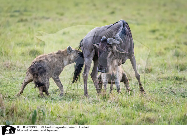 Streifengnu und Hynen / blue wildebeest and hyenas / IG-03333