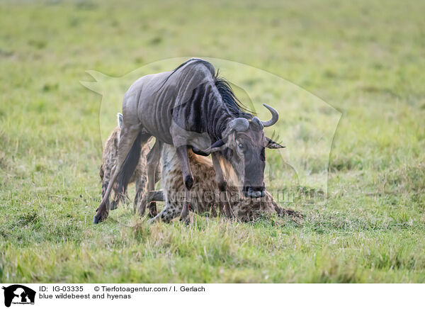 Streifengnu und Hynen / blue wildebeest and hyenas / IG-03335