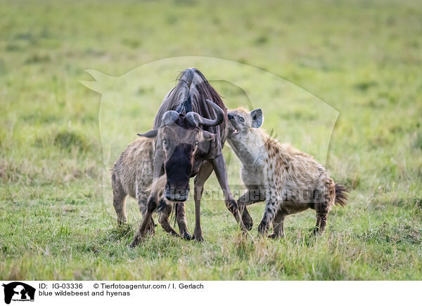 Streifengnu und Hynen / blue wildebeest and hyenas / IG-03336