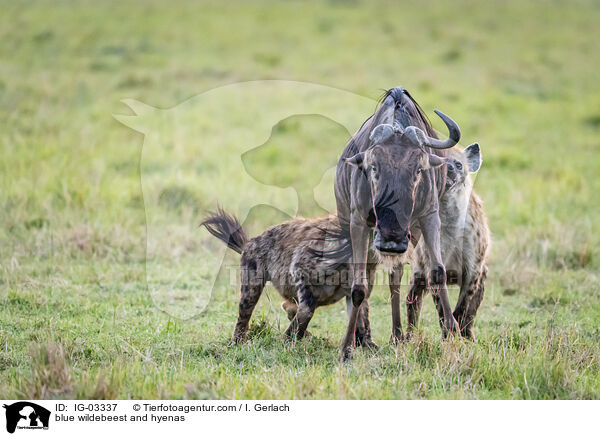 Streifengnu und Hynen / blue wildebeest and hyenas / IG-03337