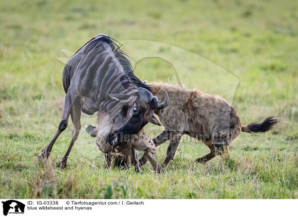 Streifengnu und Hynen / blue wildebeest and hyenas / IG-03338