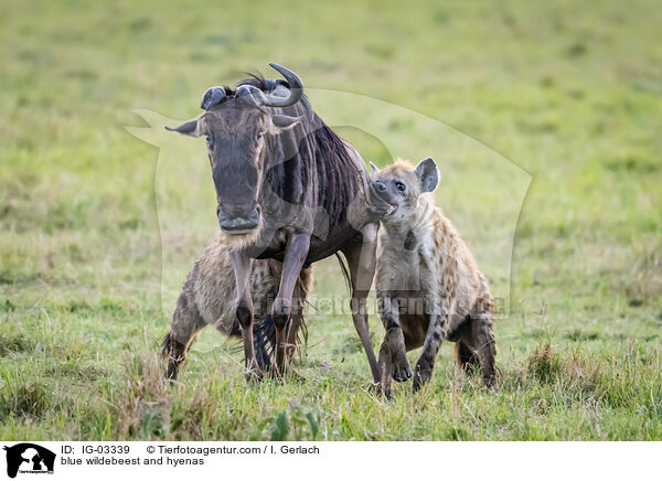 Streifengnu und Hynen / blue wildebeest and hyenas / IG-03339