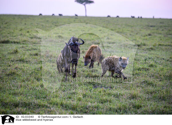 Streifengnu und Hynen / blue wildebeest and hyenas / IG-03340