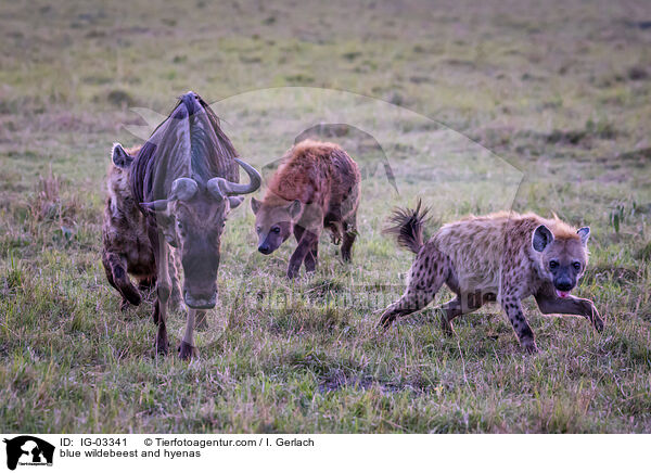 Streifengnu und Hynen / blue wildebeest and hyenas / IG-03341